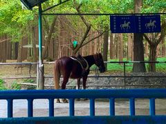 -上海共青森林公园