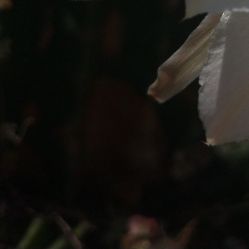 -凡碧诗毛孔收细