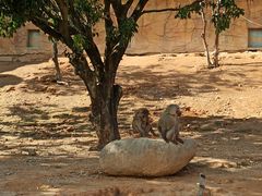-泉州海丝野生动物世界