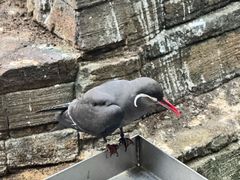 -阿提斯皇家动物园