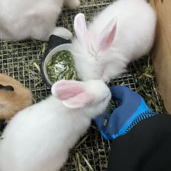 -神奇动物撸宠馆·羊驼·小浣熊·异宠(豫园店)