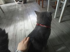 -海边的猫和咖啡馆