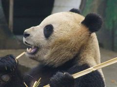 -中国大熊猫保护研究中心雅安碧峰峡基地