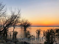 -宝安西湾红树林湿地公园