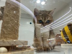 -1013 PET SHOP精品宠物商店(丁香店)