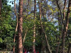 -铁山坪森林公园