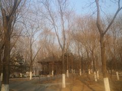 -大兴滨河森林公园