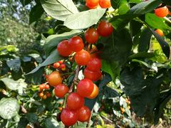 -樱桃山旅游景区