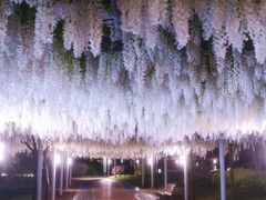 -嘉定紫藤园