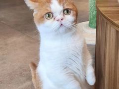 -飞行喵MR PILOT|猫舍·猫咖(静安大融城店)