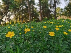 -铁山坪森林公园