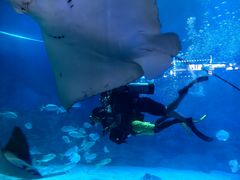 -烟台海昌鲸鲨海洋公园
