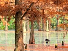 -白鹭湾湿地公园