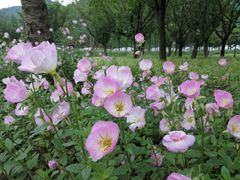 -贵阳市花溪国家城市湿地公园