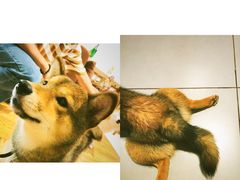 -柴务处·柴犬主题狗咖