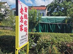 -老袁家蜜桃农场·阳山水蜜桃