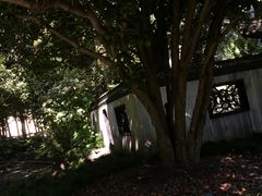 古桂花树-汇龙潭