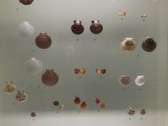 -青岛贝壳博物馆
