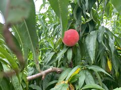 -南汇新场正宗水蜜桃采摘