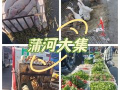 -蒲河大集