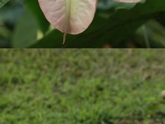 -广西壮族自治区药用植物园