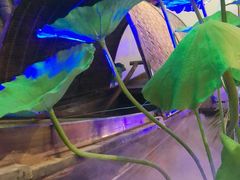 -绿茶餐厅(平谷华联店)