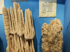 -河南自然博物馆
