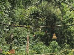 -南宁良凤江国家森林公园