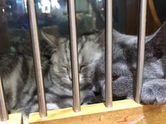-爱宠屋pet shop·宠物洗澡·宠物美容