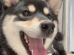 -柴务处·柴犬主题狗咖