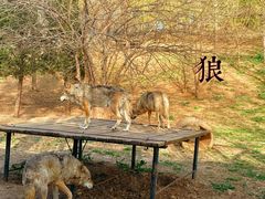 -大连森林动物园