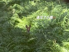 -黄海国家森林公园