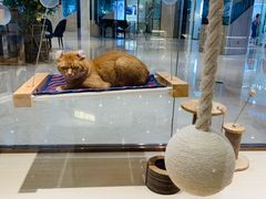 -momokira米努特·德文卷毛猫·棉花面纱犬