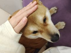 -怪兽屋·羊驼·猫咖·狗咖(俊华广场店)