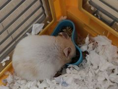 -Pets First伊珊娜洗护·精致美容·家庭式寄养(新会路店)