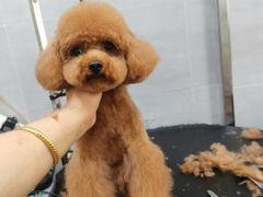 -宠福鑫康馨动物医院·骨科·眼科
