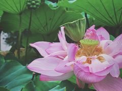 -陈家山荷花公园