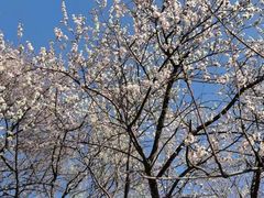 -桃花堤公园