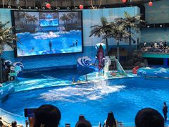 -海合安成都极地海洋公园