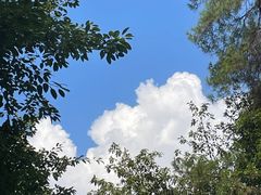 -铁山坪森林公园