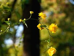 -贡湖湾湿地公园