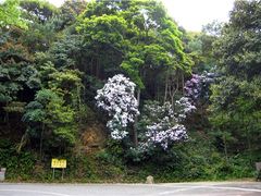-梧桐山风景名胜区