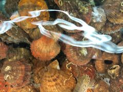 -沿海渔家院海鲜烧烤·东北菜(东戴河店)