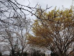 -羊山湖公园
