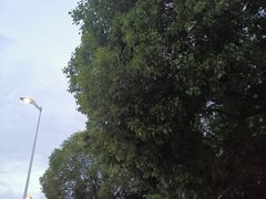 -青枫公园
