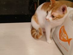 -猫咪派对(江南西店)