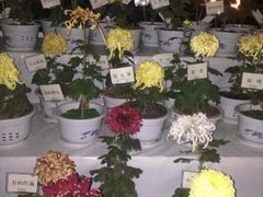 android_upload_pic-迎泽公园