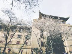 -武汉大学-樱园
