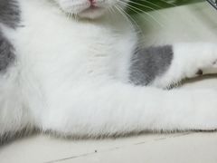 -猫爷宠物生活馆·撸猫馆