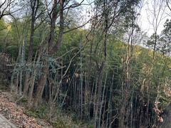 -上海佘山国家森林公园天马山园